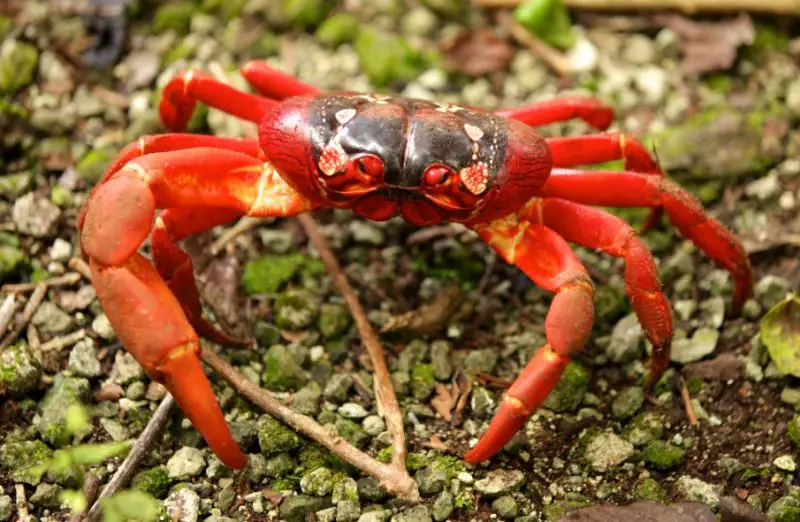 Types of Crabs