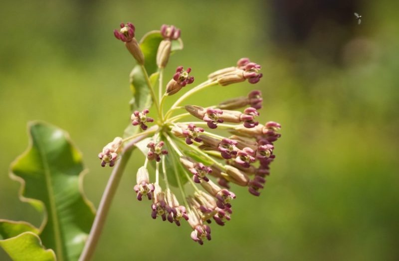 Types of Milkweed