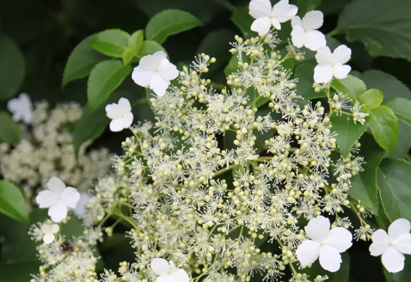 Types of Hydrangeas