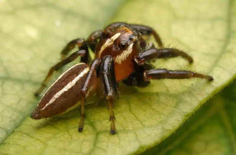 Texas Spiders