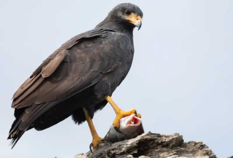 Black Birds With Yellow Beaks