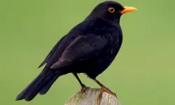 32 Black Birds With Yellow Beaks (Pictures and Identification)