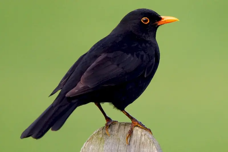 Black Birds With Yellow Beaks