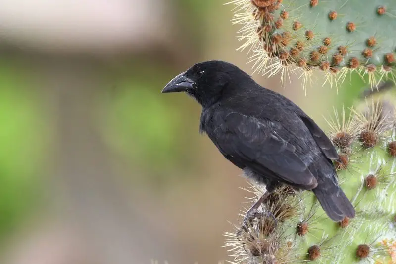 Types of Finches