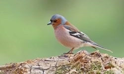 45 Common Types of Finches (With Pictures and Identification)