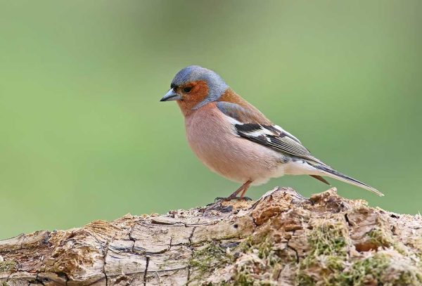 Types of Finches