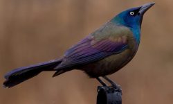 21 Types of Black Birds With Blue Heads (Pictures, Identification)