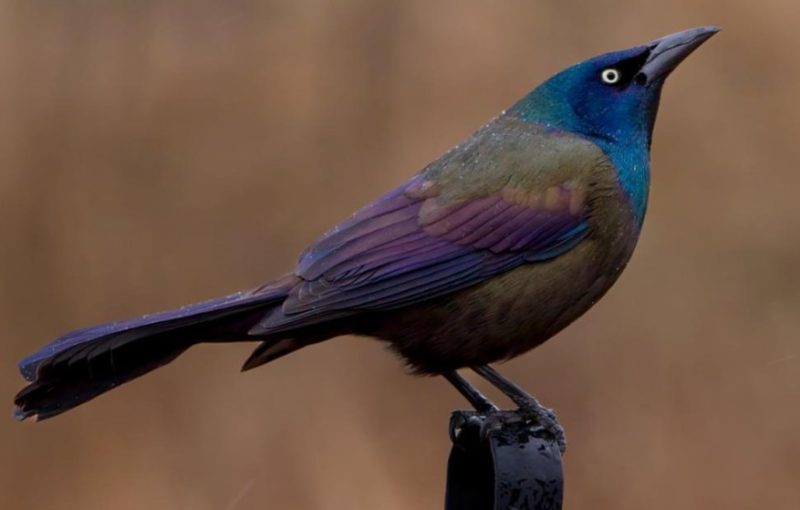 Black Birds With Blue Heads