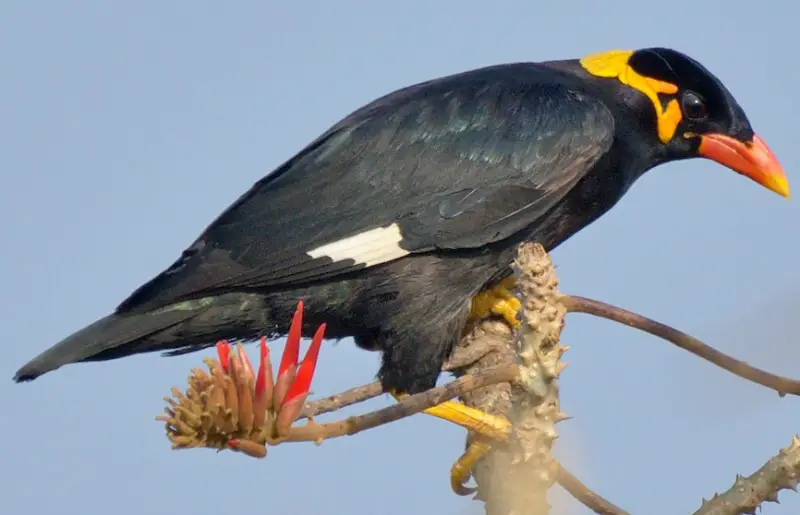 Black Birds With Yellow Beaks