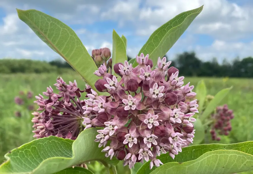 37 Types Of Milkweed With Pictures And Identification Common Milkweed Asclepias Syriaca