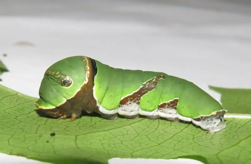 Caterpillars That Look Like Snakes