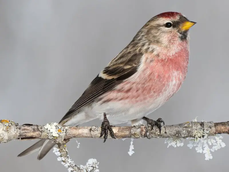 Types of Finches