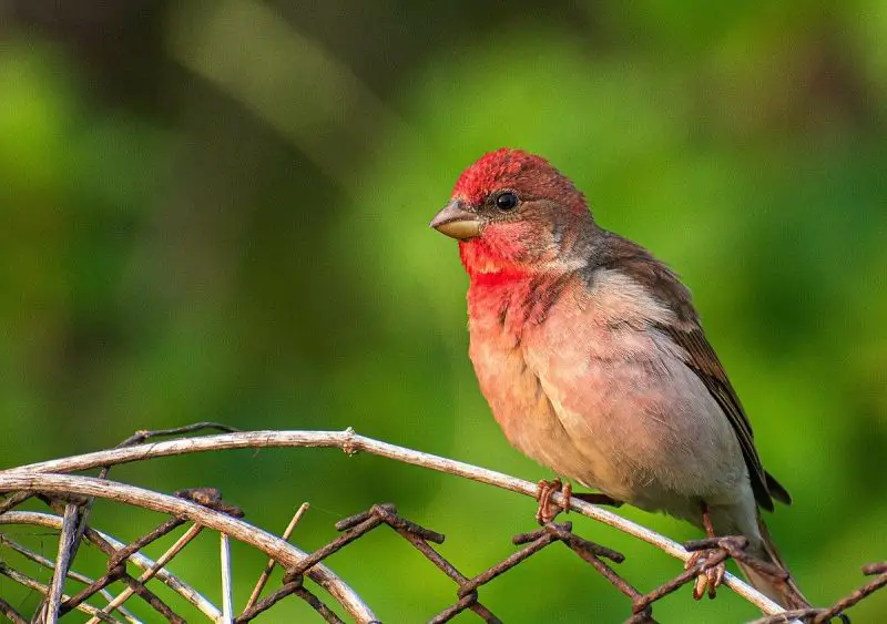 Types of Finches