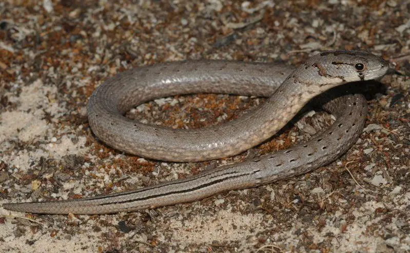 Legless Lizard