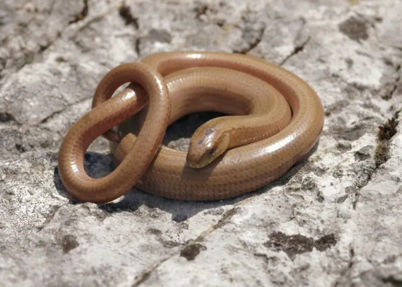 Legless Lizard