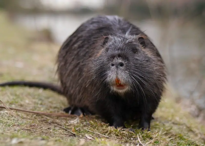 Different Types of Rodents