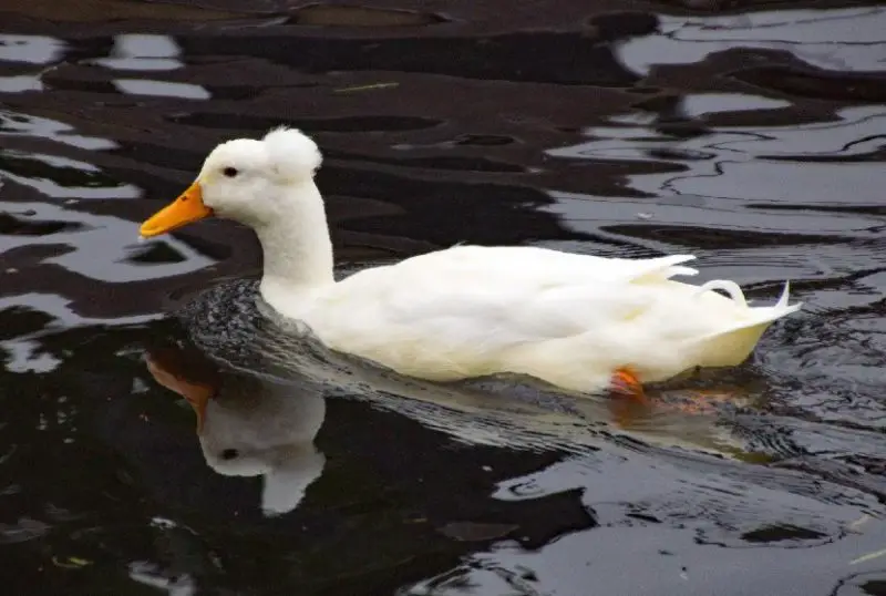 Ducks with Mohawks