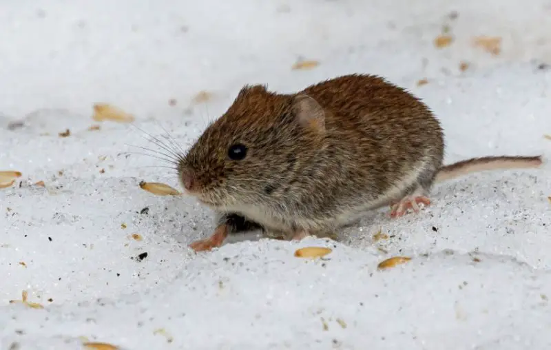 Different Types of Rodents