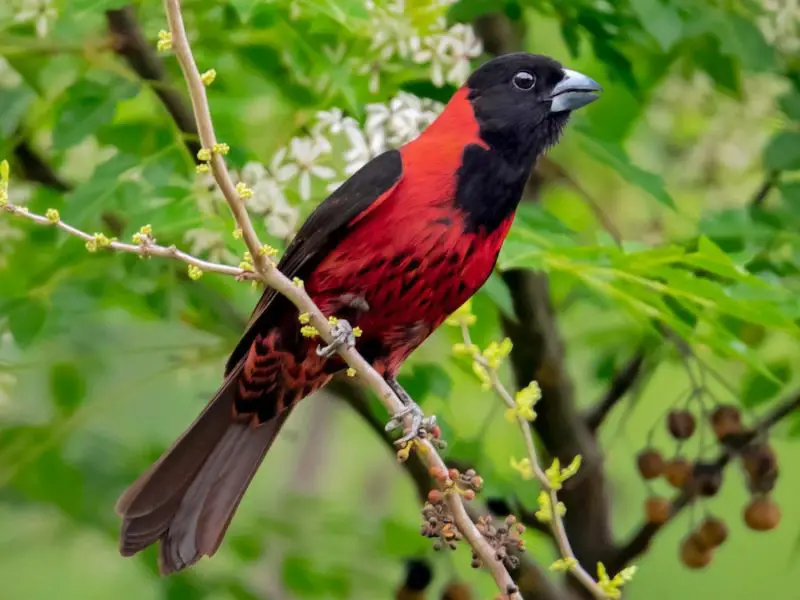 Cardinal Birds