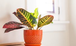 Croton Plant Care and Growing Guide (Most Detailed)