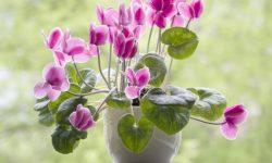 Cyclamen Plant Care and Growing Guide (Most Detailed)