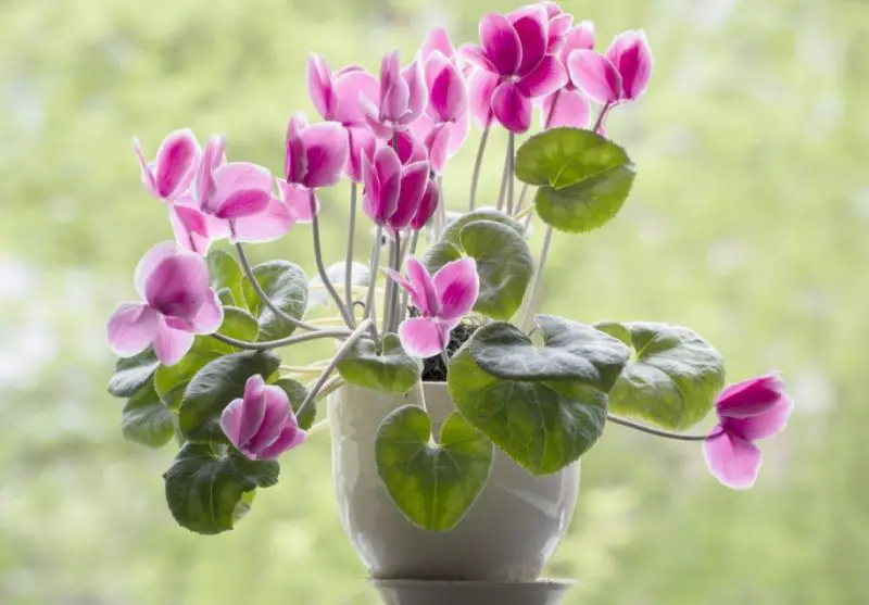 Cyclamen Plant Care