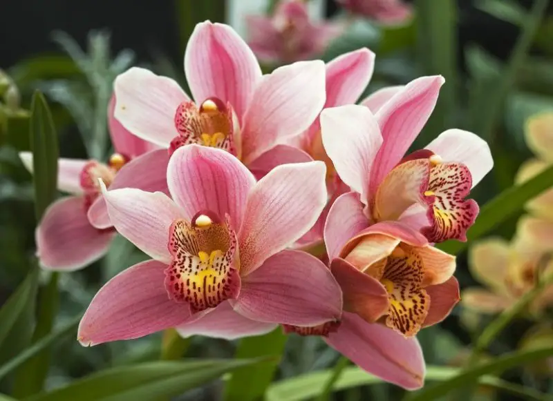 Types of Orchids