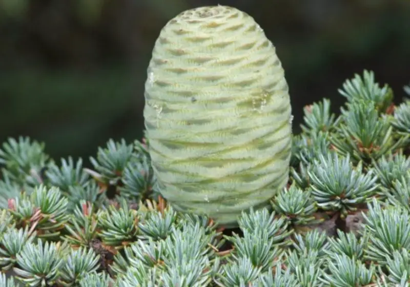 Types of Cedar Trees