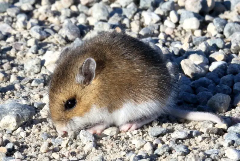 Different Types of Rodents