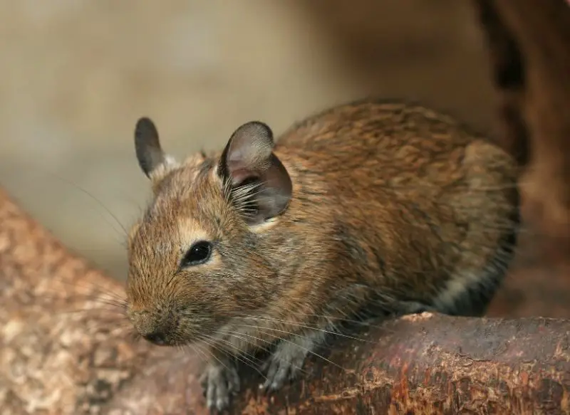 Different Types of Rodents