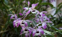 54 Stunning Types of Orchids (With Pictures and Identification)