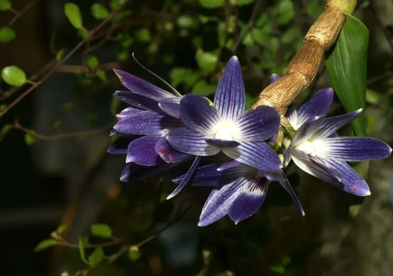 Types of Orchids