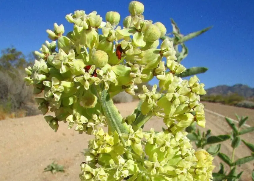 37 Types Of Milkweed With Pictures And Identification Desert Milkweed Asclepias Erosa
