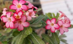 Desert Rose Plant Care and Growing Guide (Most Detailed)