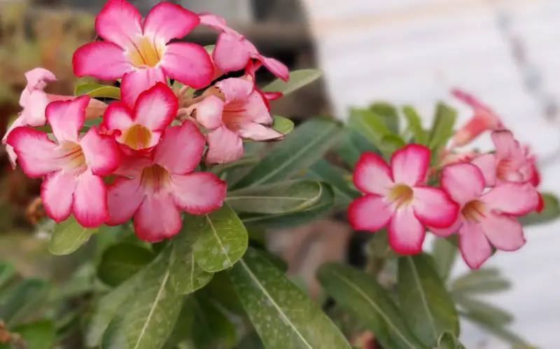 Desert Rose Plant Care