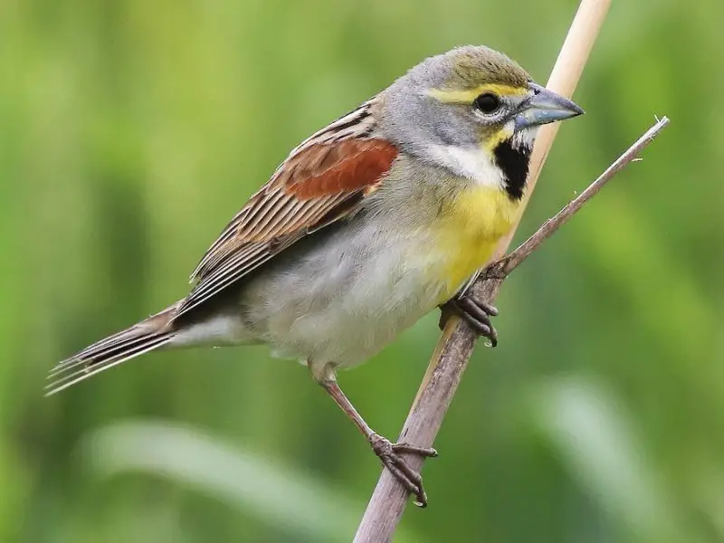 Cardinal Birds