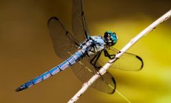 Do Dragonflies Bite? Surprising Facts You Didn’t Know