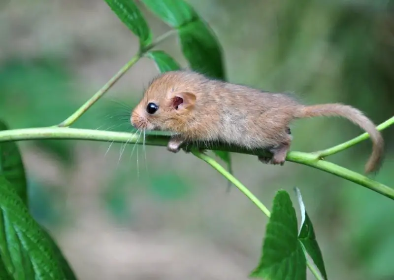 Different Types of Rodents