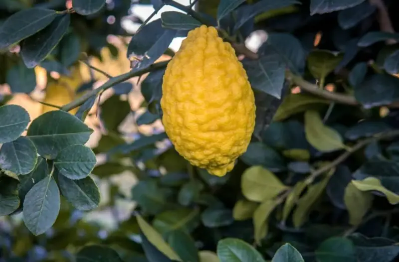 Types of Lemons