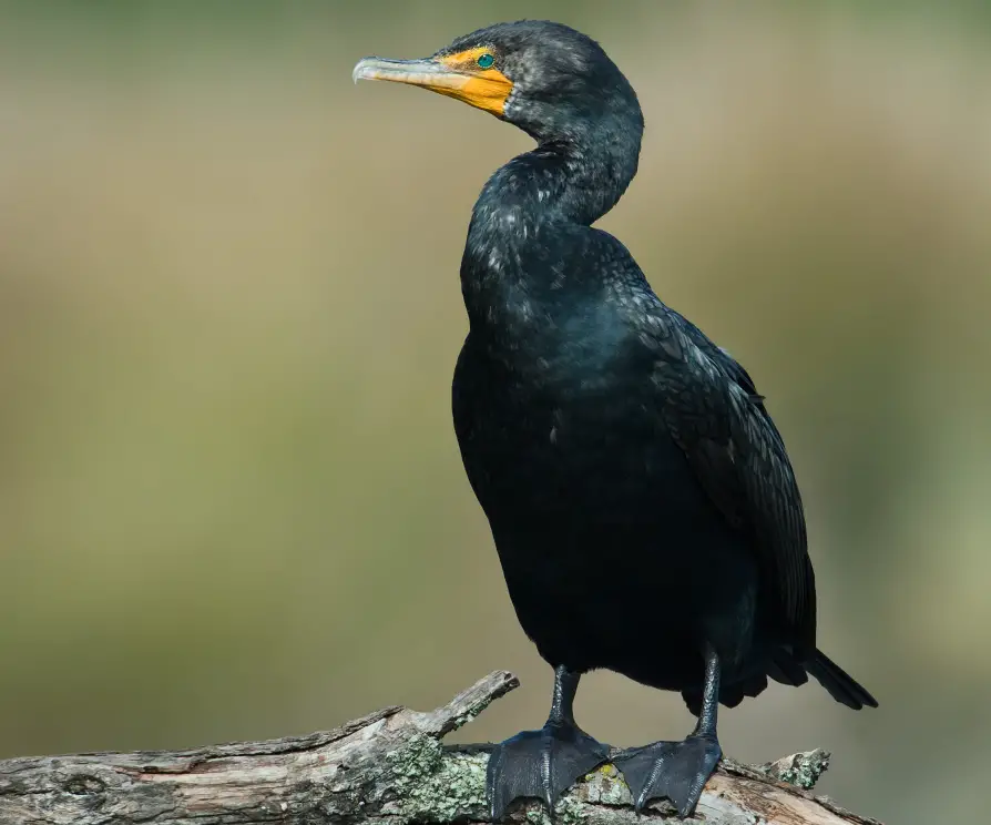 Black Birds With Yellow Beaks