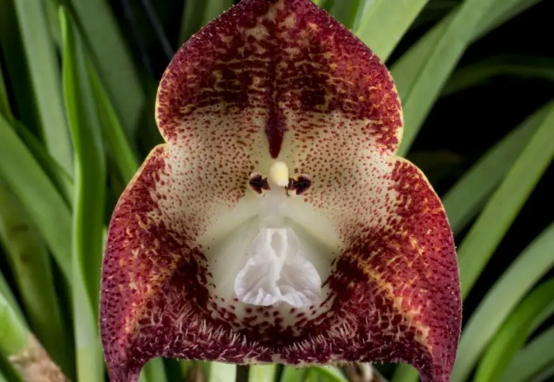 Types of Orchids