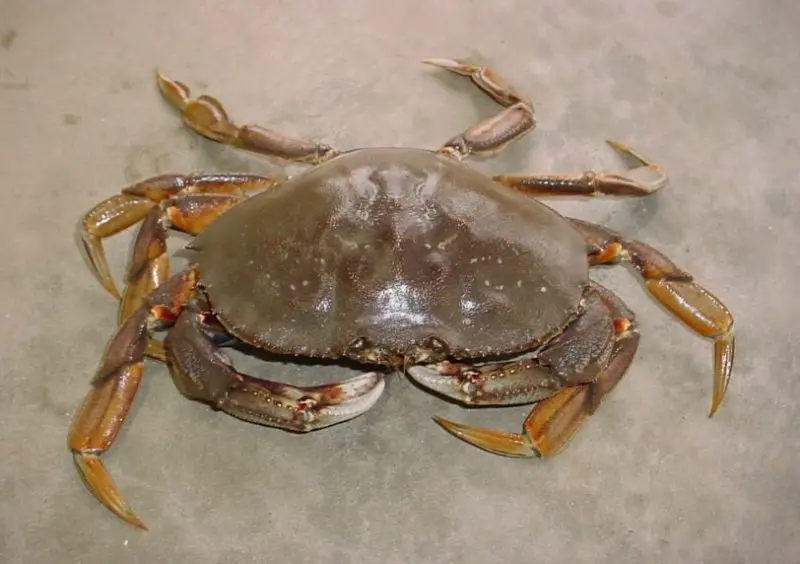 Types of Crabs