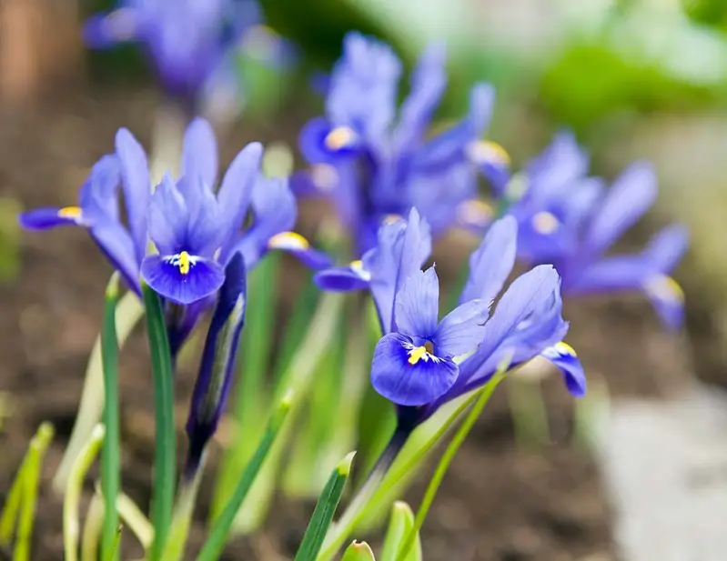 Small Purple Flowers