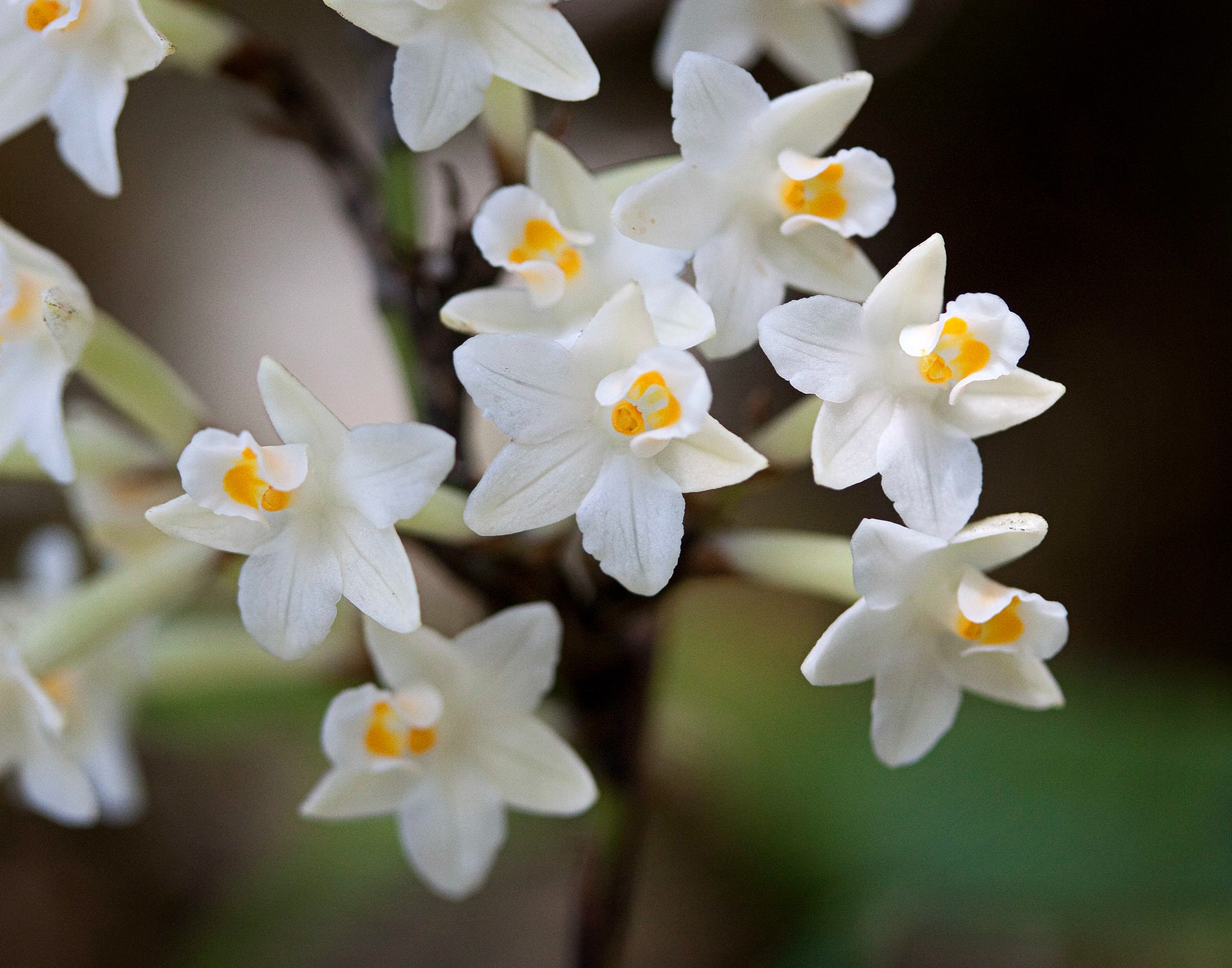 Types of Orchids