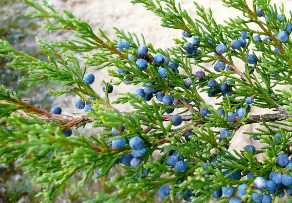 Types of Cedar Trees