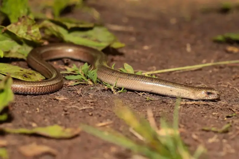 Legless Lizard