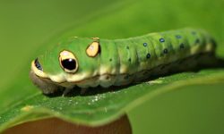 20 Caterpillars That Look Like Snakes (With Pictures)