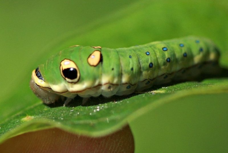 Caterpillars That Look Like Snakes