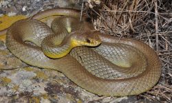 50 Missourin Snakes (With Pictures and Identification)