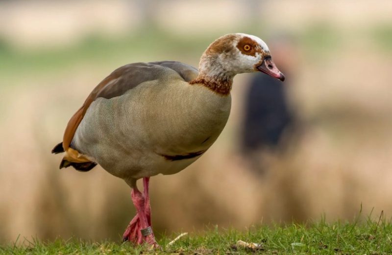 Ducks with Mohawks